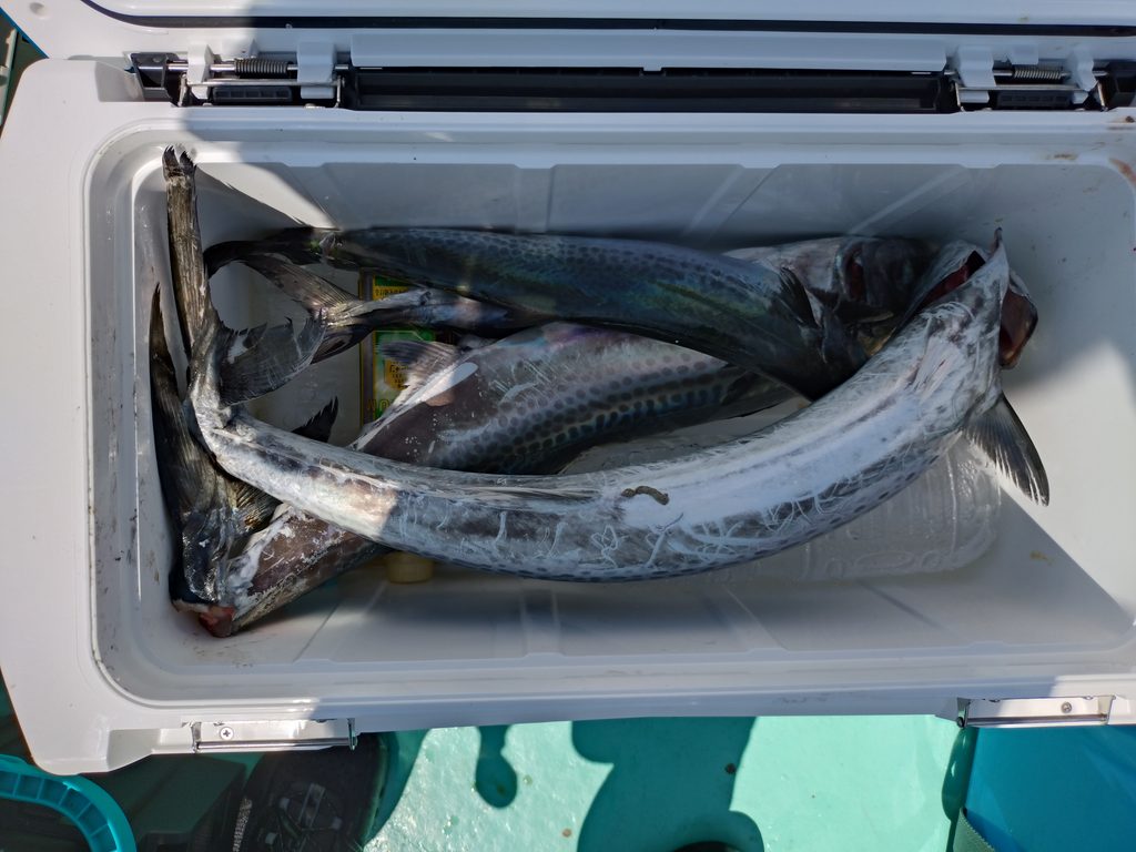 釣ったサワラの炙りと西京焼き