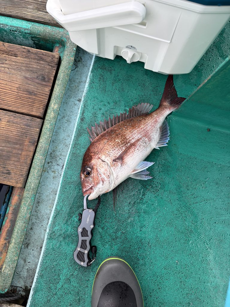 タイラバで釣れた真鯛